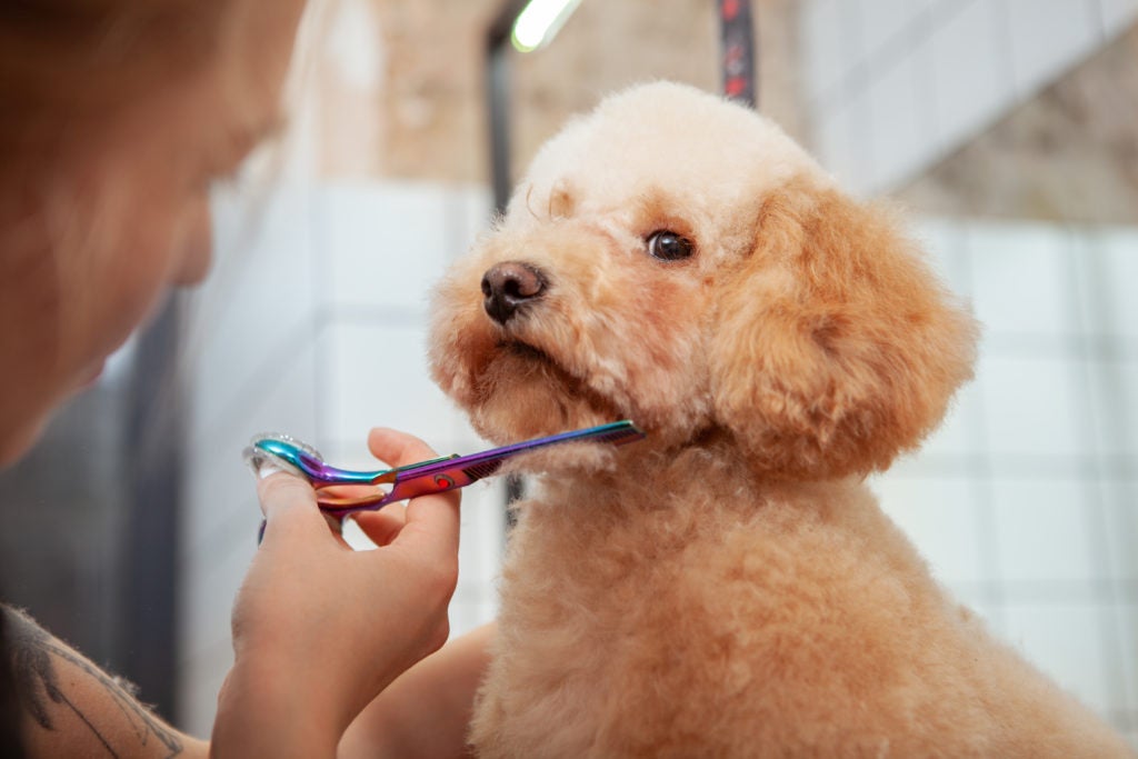 How to a Dog Groomer in Australia TAFE Courses Australia