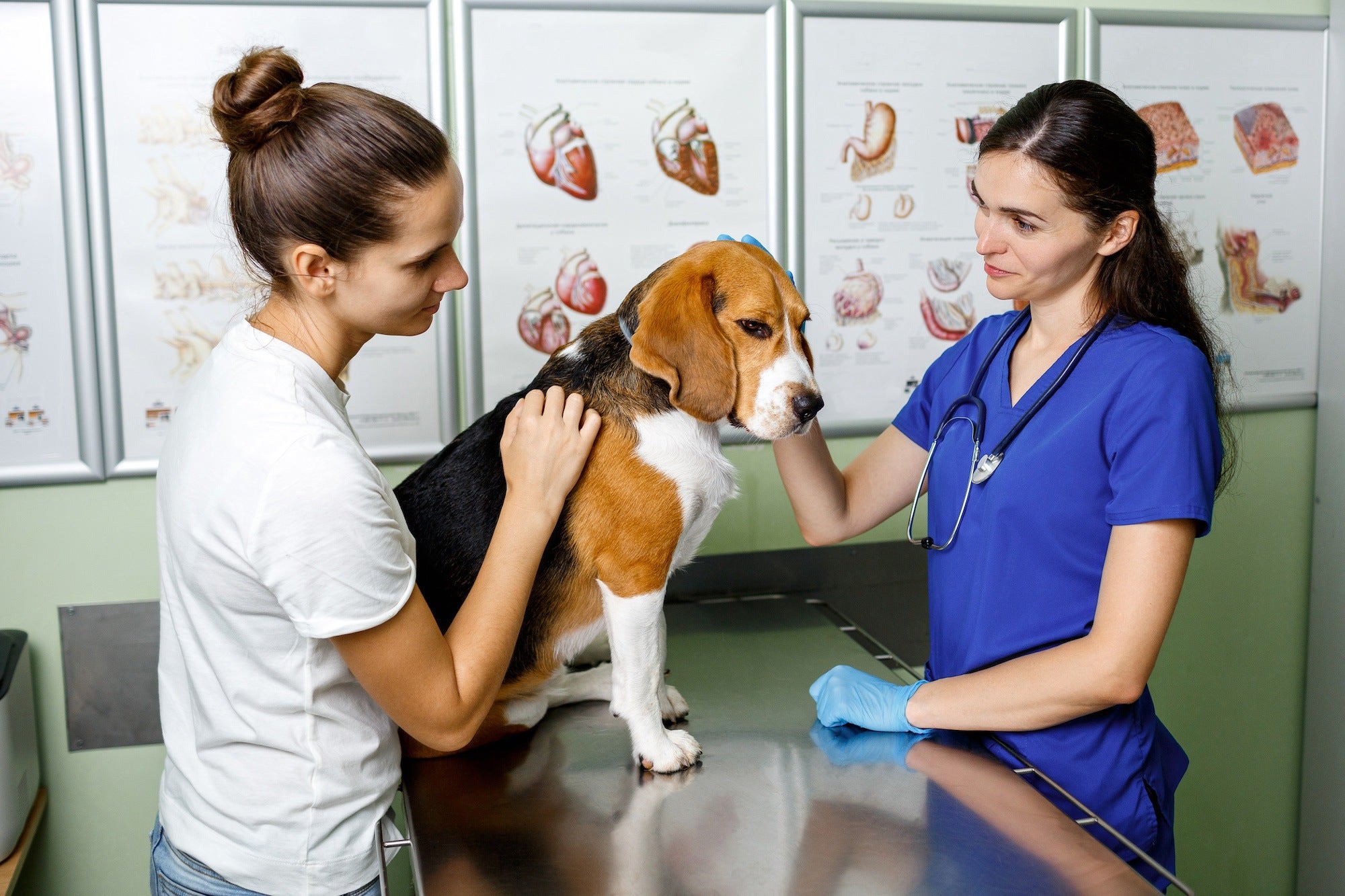 Goddard Veterinary Group Chalfont St Peter: Providing Excellence in Pet Care
